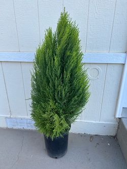 Lemon cypress plant in 5gl.