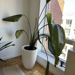 Beautiful Birds of Paradise Plant 