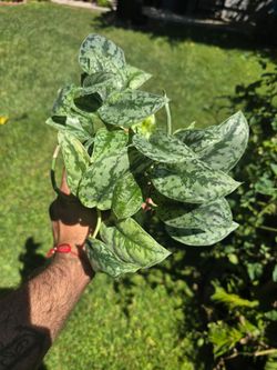 Silver Lady Scindapsus