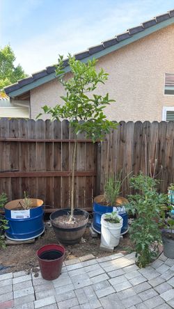 Mexican orange lime 8 feet tall on pot