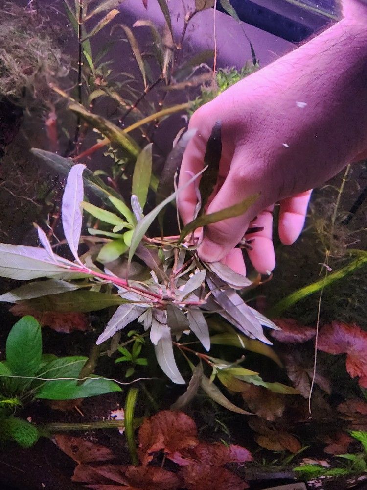 Hygrophilia Stem Plant - Bundle Of 5 Cuttings