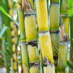  Sugar Cane Plant Cuttings (4-8" in.) 🎋