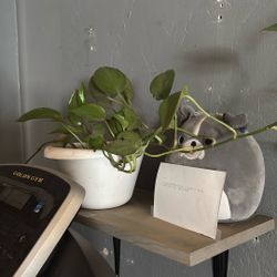 Pothos plants (Inside Plants )