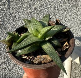 Several Haworthia  Succulent *NICE*clusters  $4 Each
