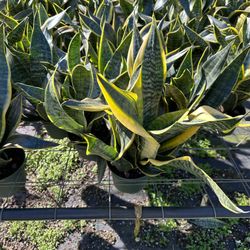 Sansevieria 