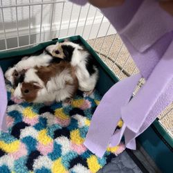 Guinea Pig Accessories 