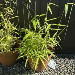 Bamboo Plants 