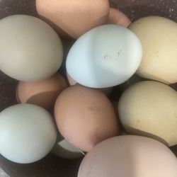Fresh Eggs