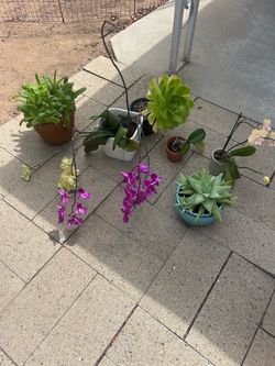 Free Plants