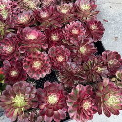 Various Aeonium 