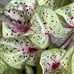 Caladium Plants ( Pls Read Description Below)