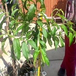 White nectarine/peach tree plant