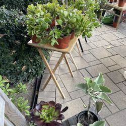 🪴🌵PLANTS FOR SALE! OVER 50 PLANTS 🌱🪻