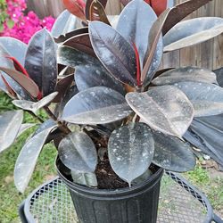 Rubber tree 3gallons pot live plants
