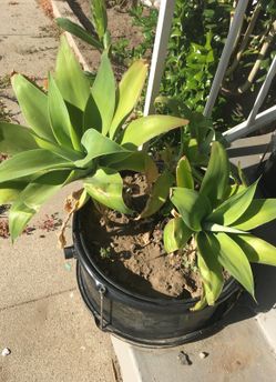 DESERT PLANTS