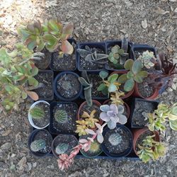 Variety Of Succulents 
