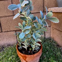 Mature Rooted Succulent 