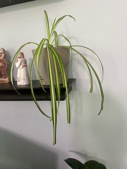 Live Spider Plant in Pot to drain water. 🪴 ❤️