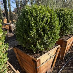Boxwood Globes 