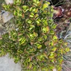 1 Gallon Jade Plant (wealth Plant)