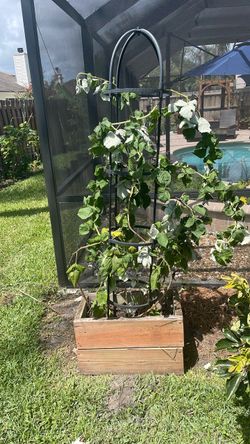 Raspberry plant