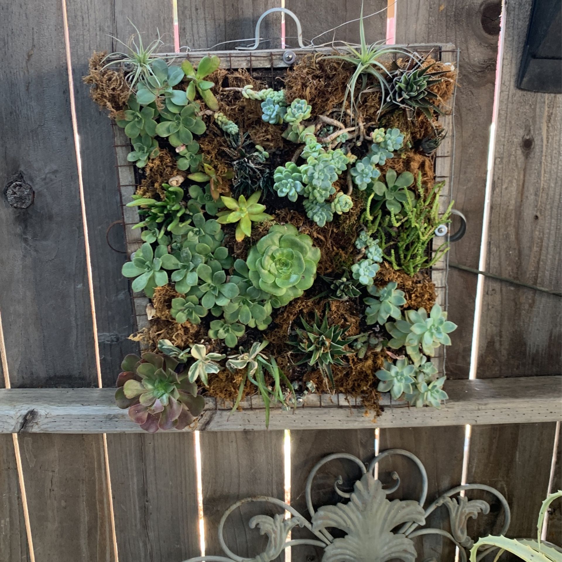 Succulent Box