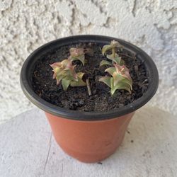 4 Inch Pot Rare Succulent Plant - Crassula Perforata Variegated - String of Buttons Variegata - Rooted & Established - Drought Resistant -🪴