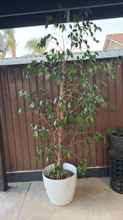 Live  tree plant
