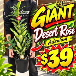 Giant Desert Rose adenium obesum