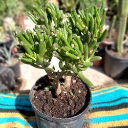 Crassula ovata 'Gollom'                      Grogu Ear' Shrek Ear'