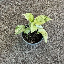 Assorted House Plants 