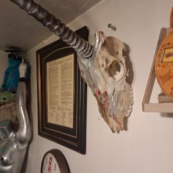 Lol Unicorn Skull,  Real Skull Was Antelope And It Was Redone By Artist 