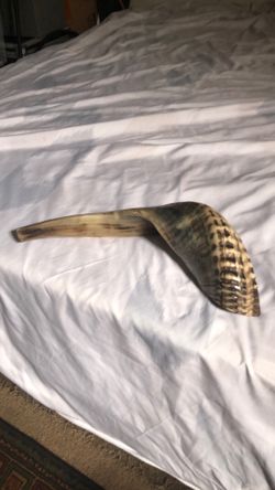 King David Kosher Shofar