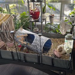 guinea pig 
