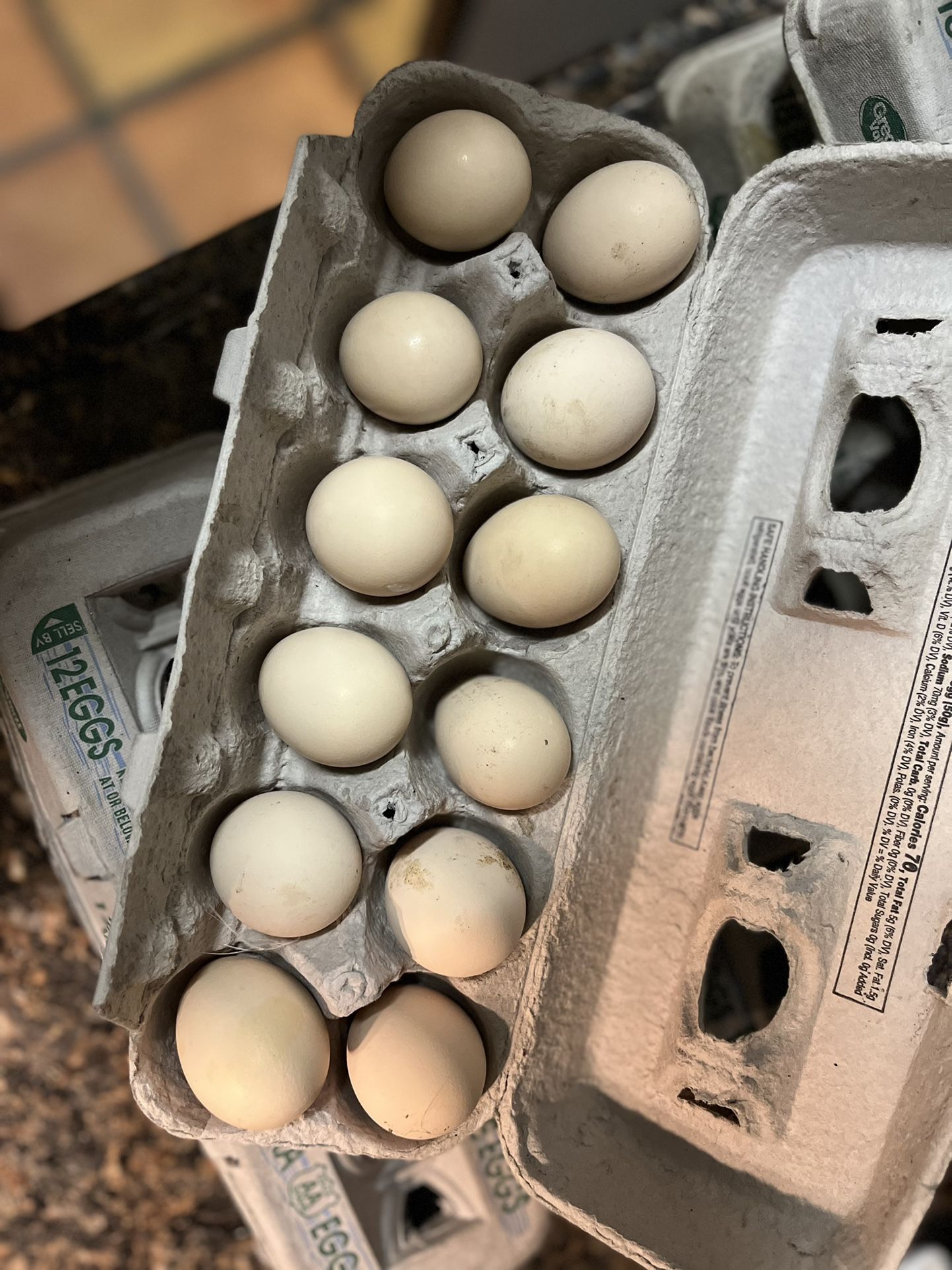 Silkie fertilized hatching eggs