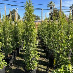 Ficus Nitida Privacy Hedge