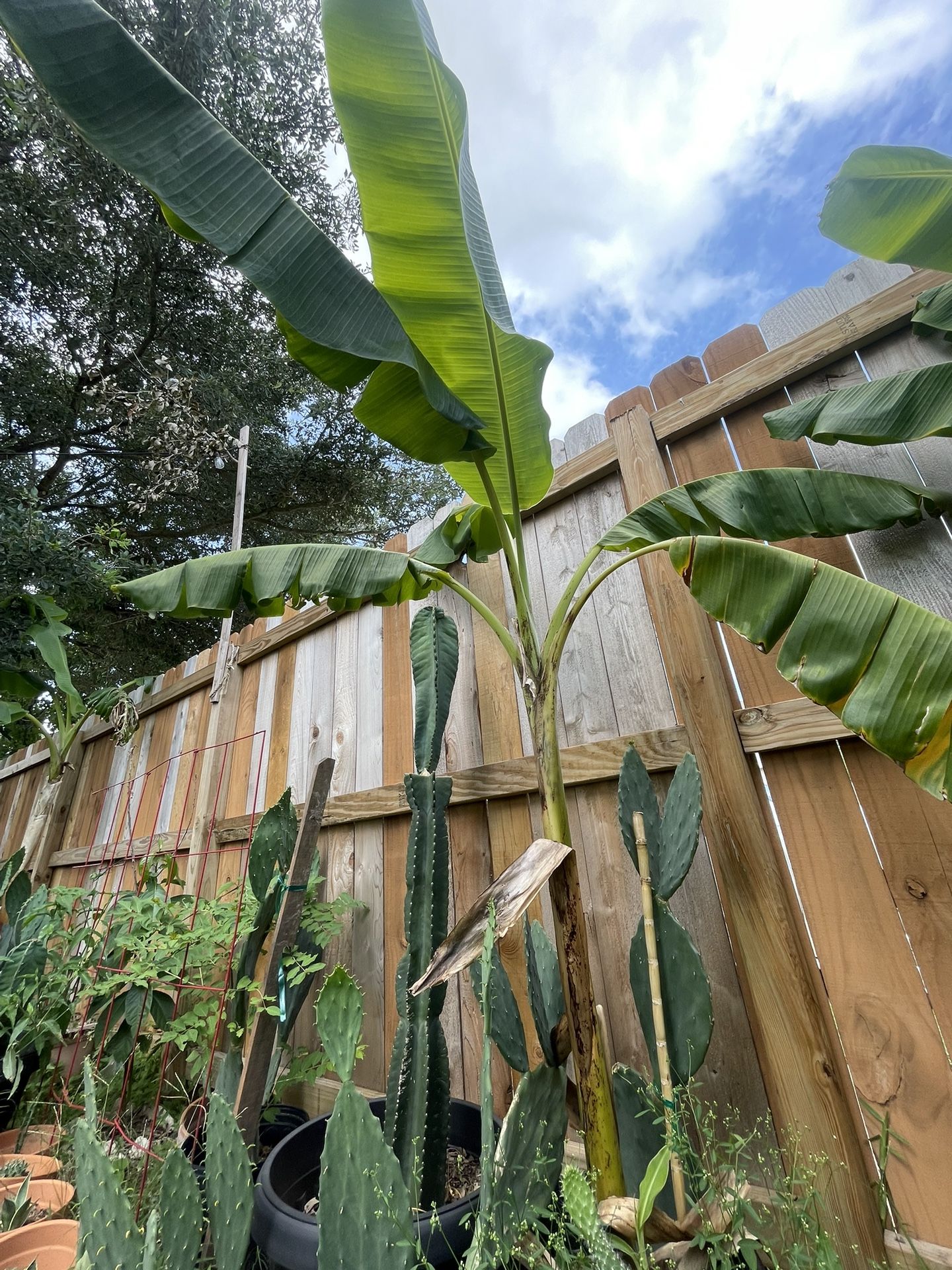 Banana Tree Plants