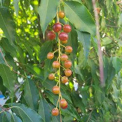Mexican Cherry And Loquat Seedlings (Potted And Rooted)