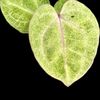 🌱DrPinkThumb🌱