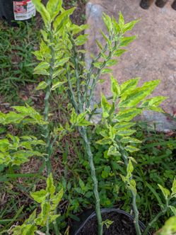 Devil's Backbone (Zigzag plant)