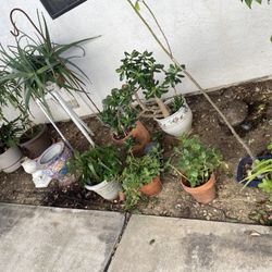 Various Potted Plants
