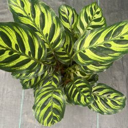 Calathea Makoyana 6 Inch Pot
