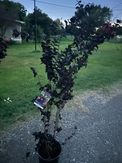 Thunderstuck Crêpe myrtle