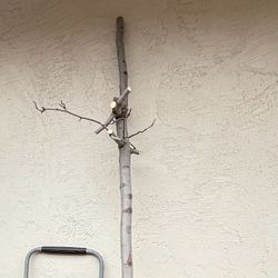 Ornamental Pear Tree 