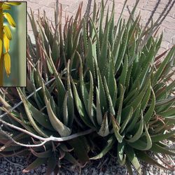 Free Aloe Vera Plants