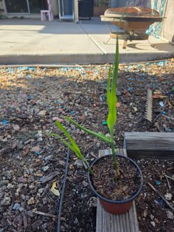 Sugarcane plant