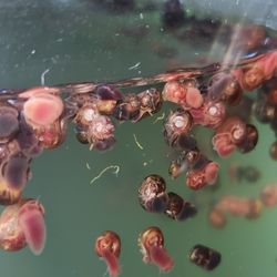 Aquarium Snails Live
