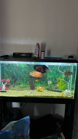 Large Freshwater Fish Tank Aquarium Setup