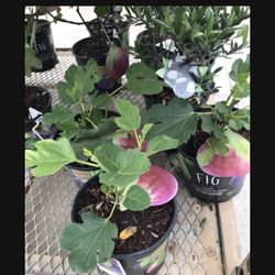 Little Miss Figgy  Fig Dwarf Species Plants Trees 2 Pack