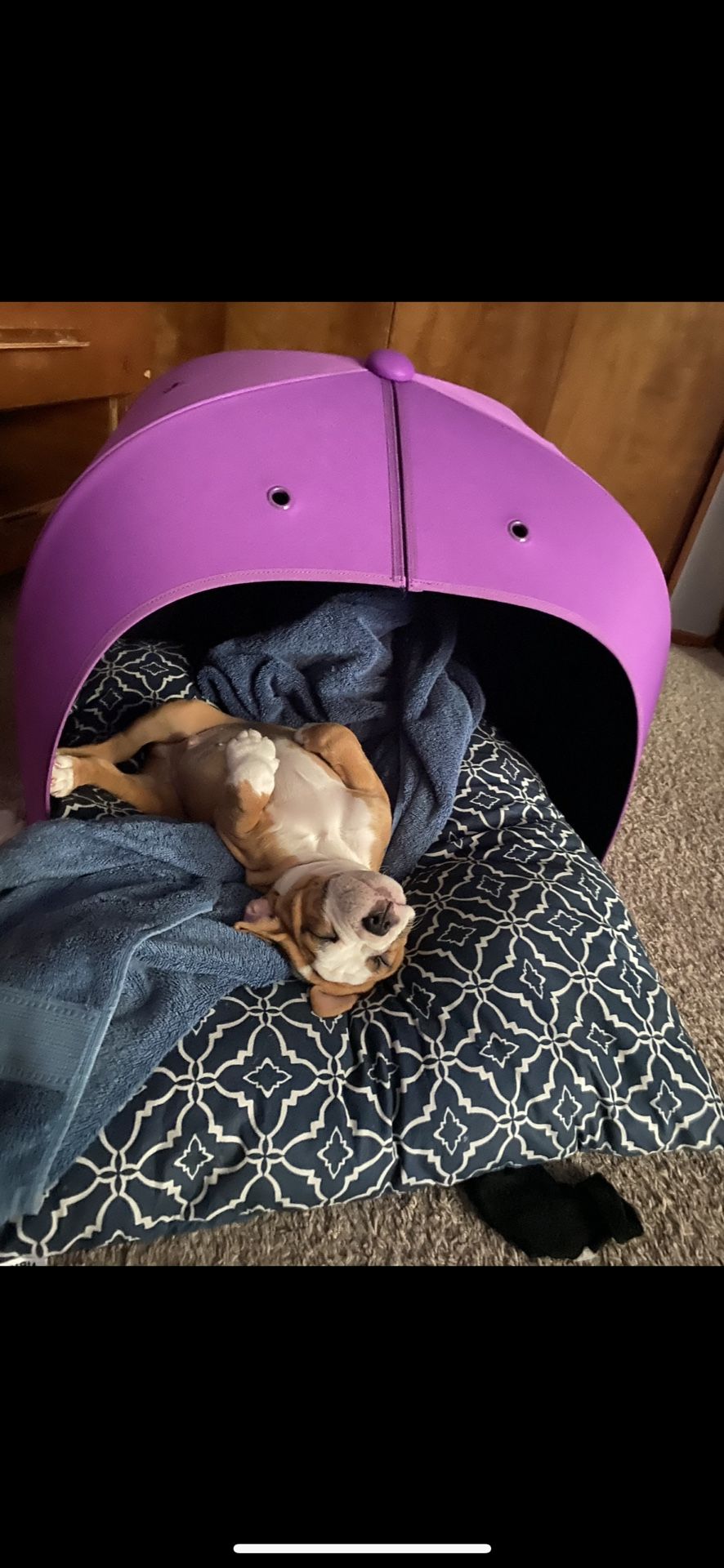 Doggie Bed